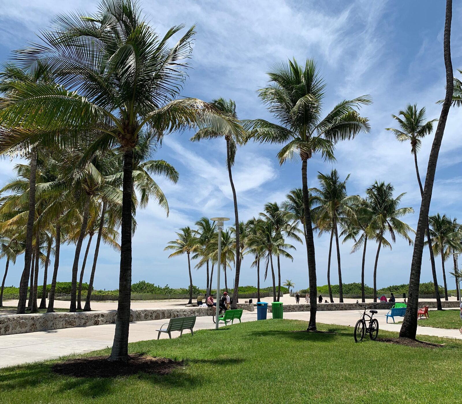 Grassy park with palm trees and colorful benches